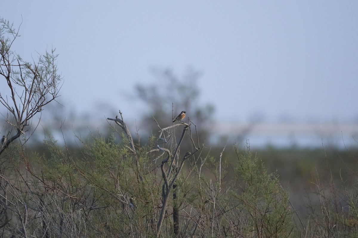 Трав'янка чорноголова - ML645726436