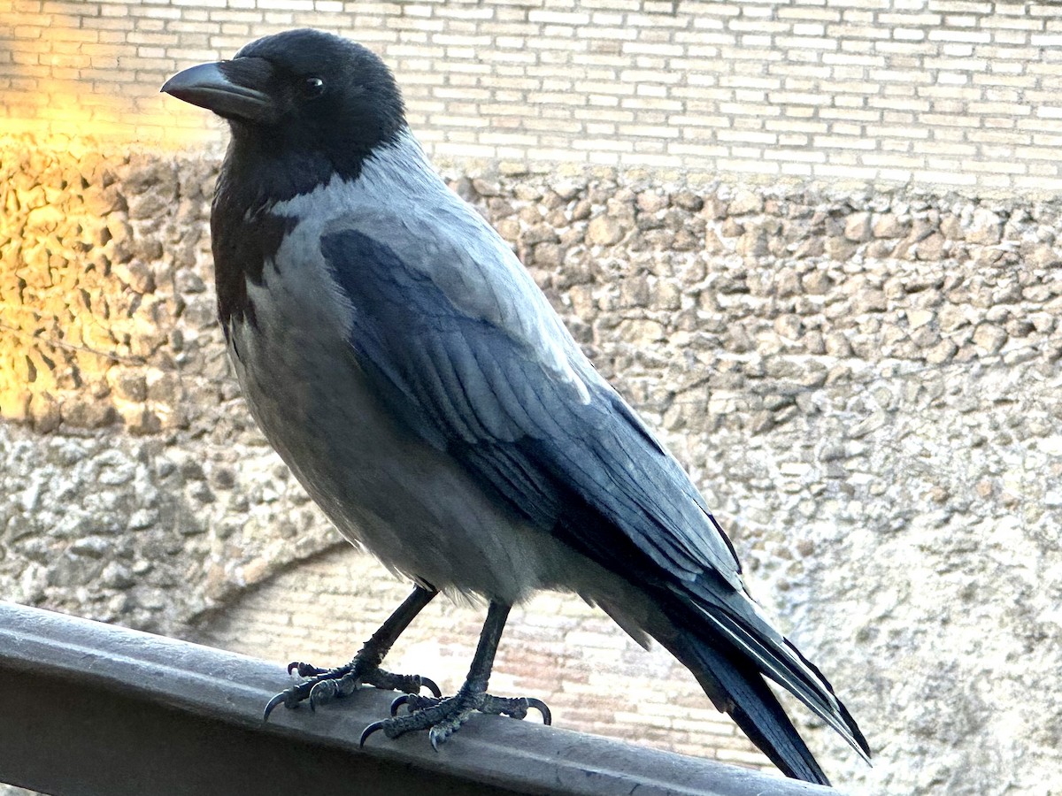 עורב אפור - ML645726438