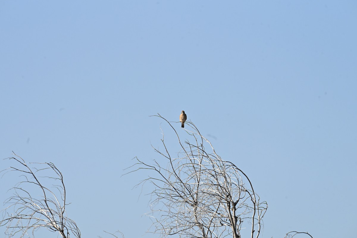 spurvefalk - ML645726441