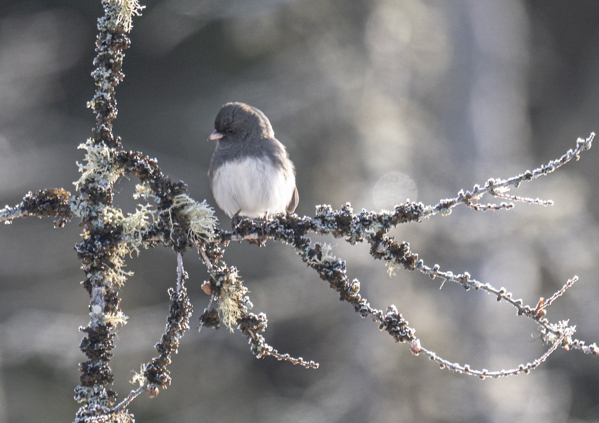 Dark-eyed Junco - ML645726447