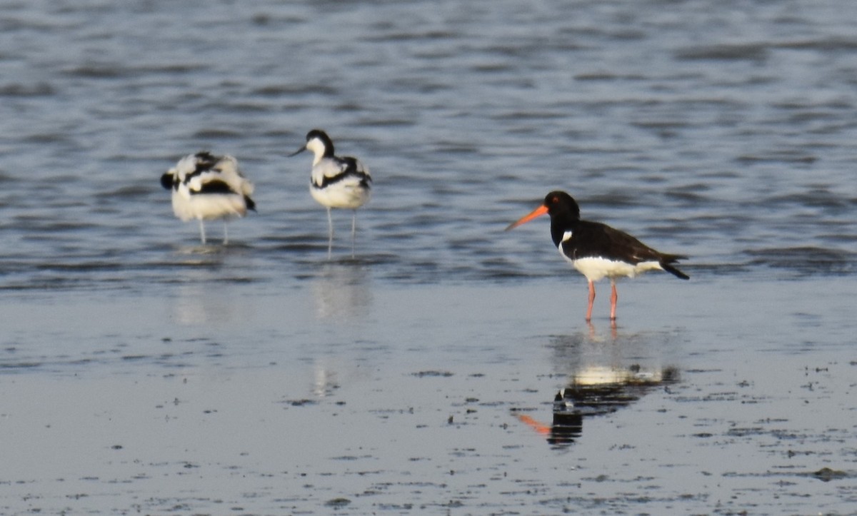 Beccaccia di mare - ML645726449