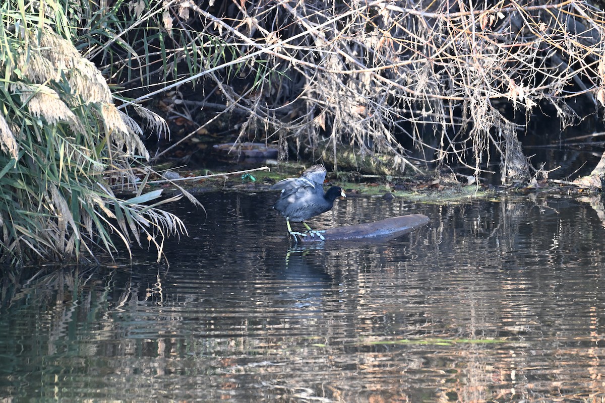 amerikasothøne - ML645726455