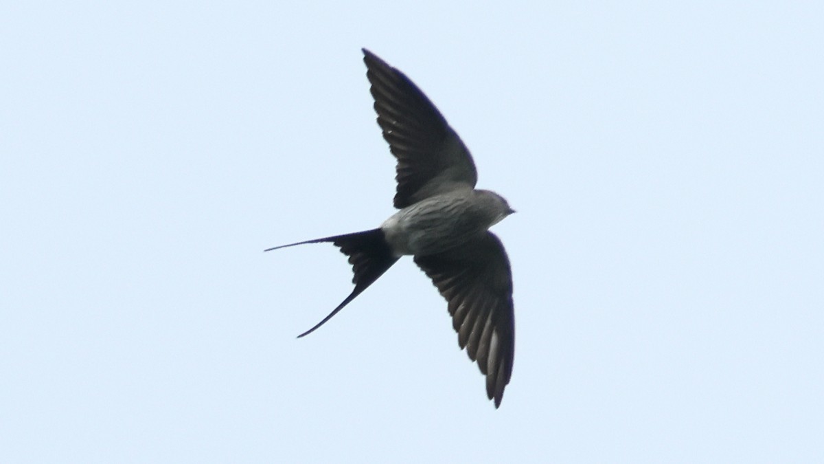 Eastern Red-rumped Swallow (Striated) - ML645726459