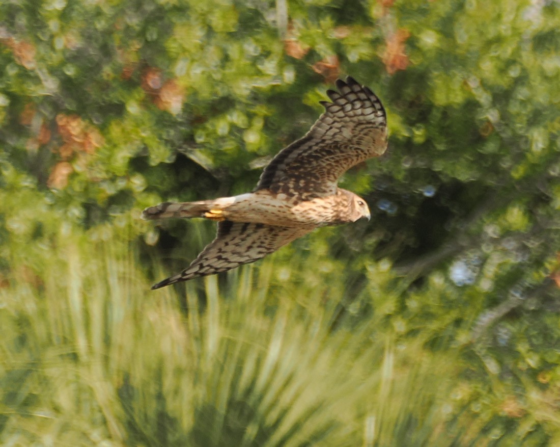 Northern Harrier - ML645726460