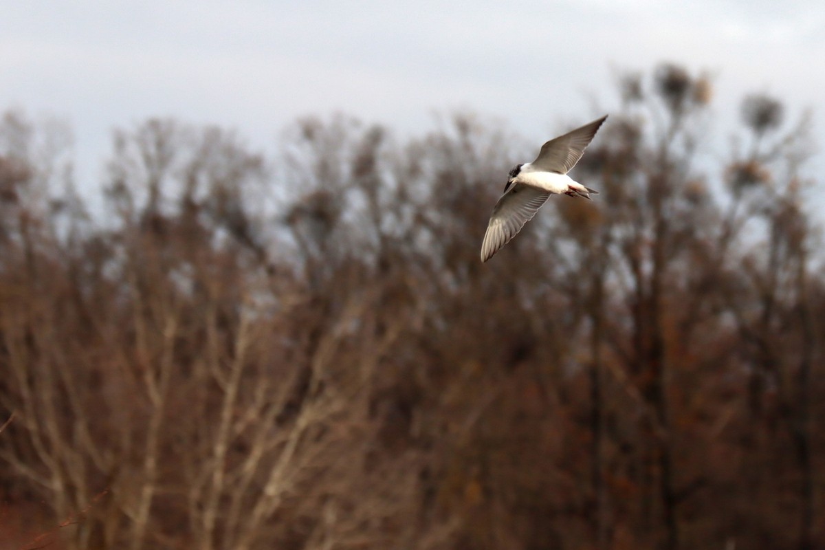 Whiskered Tern - ML645726465