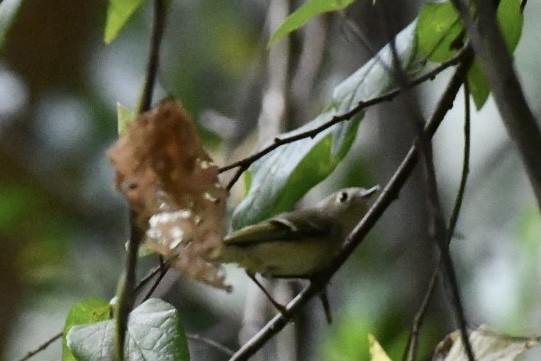 Ruby-crowned Kinglet - ML645726473