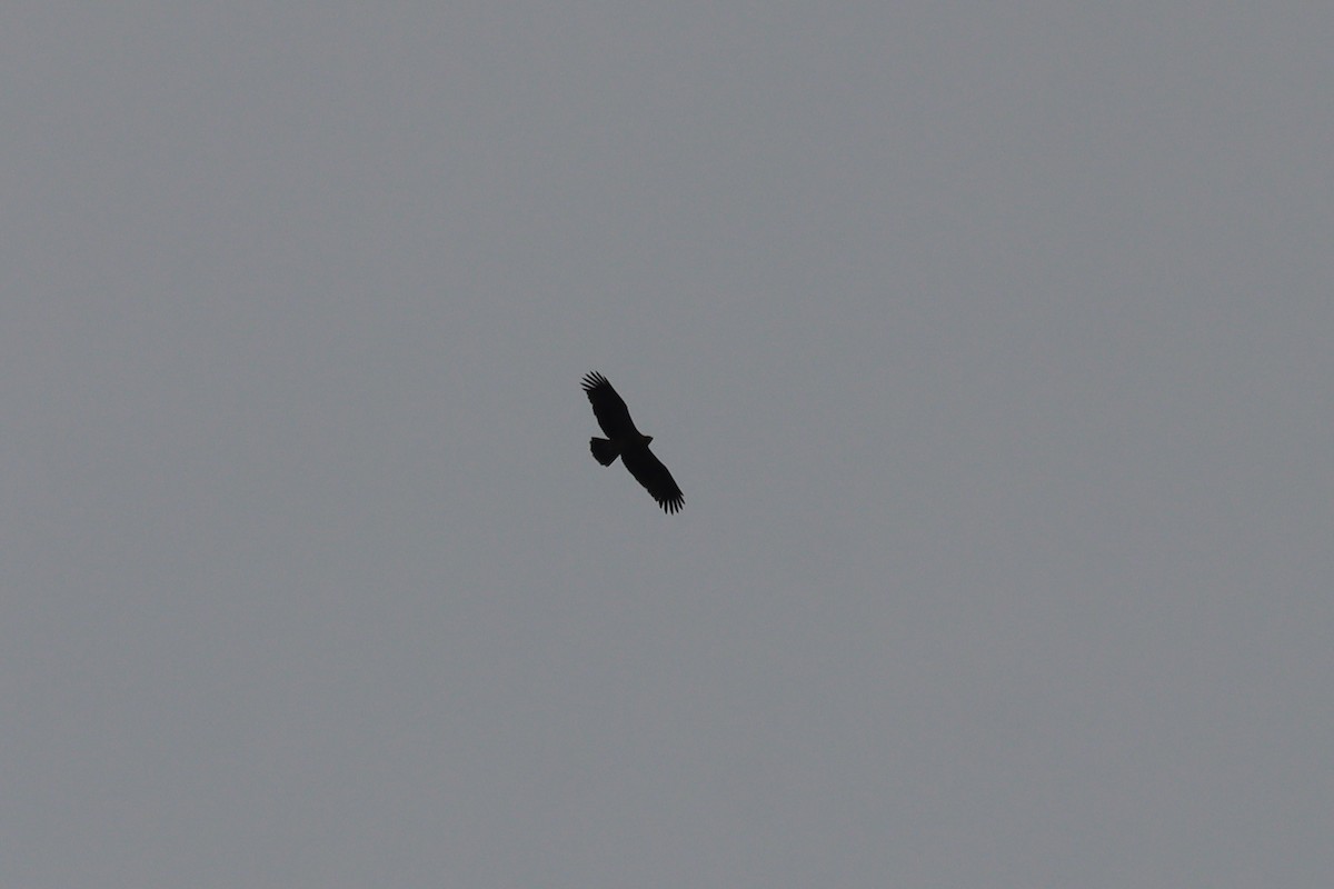 Imperial Eagle - ML645726474