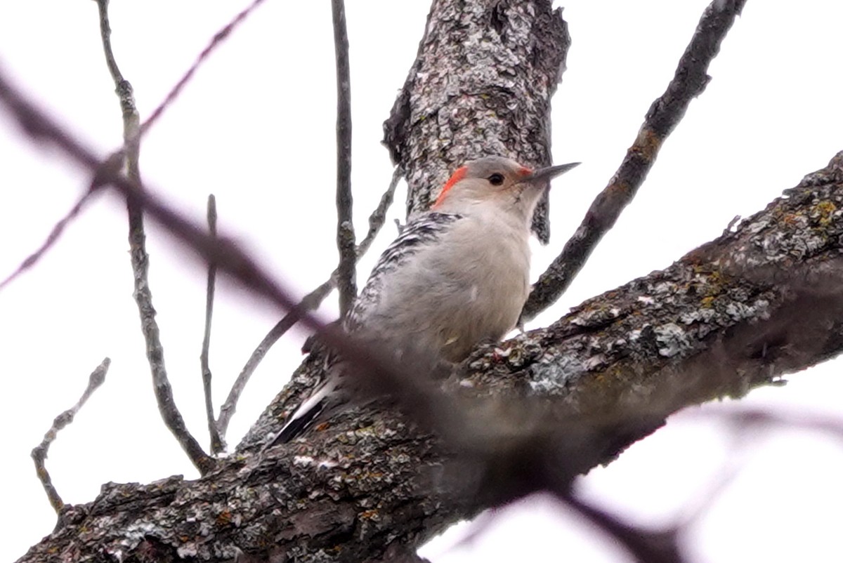 Red-bellied Woodpecker - ML645726475