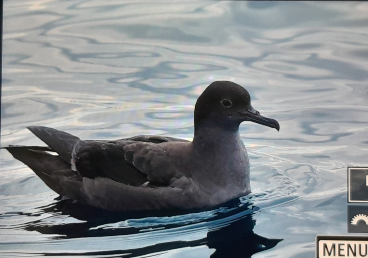 Short-tailed Shearwater - ML645726478