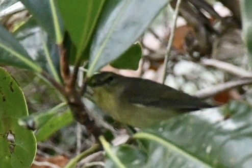 Orange-crowned Warbler - ML645726479