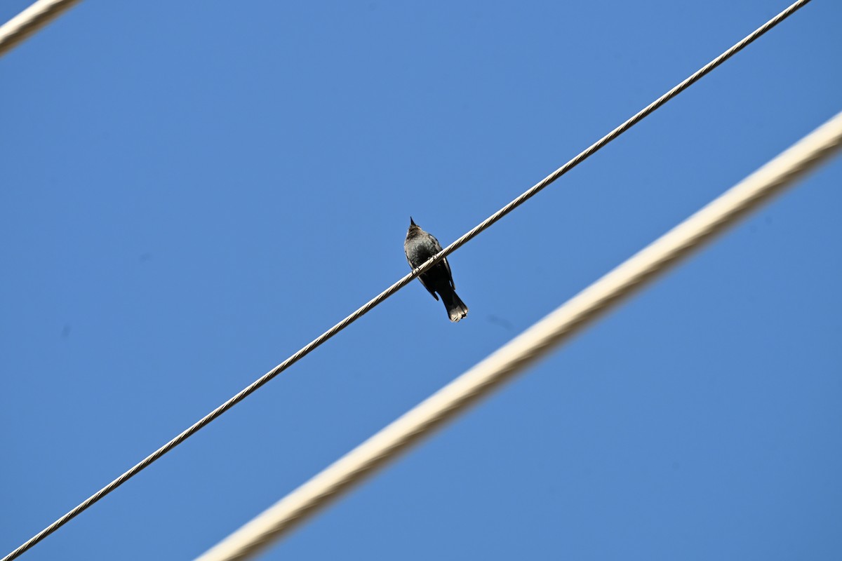 purpurhodetrupial - ML645726480