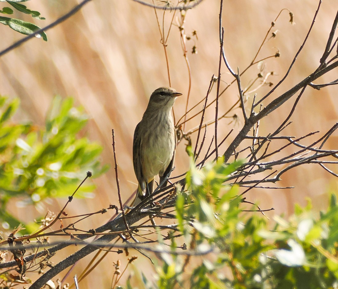 Palm Warbler - ML645726482