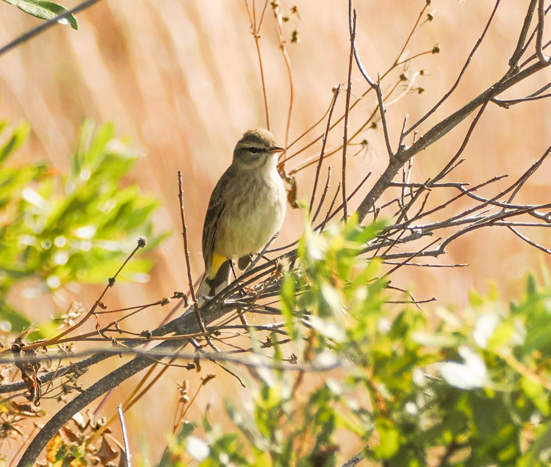 Palm Warbler - ML645726483