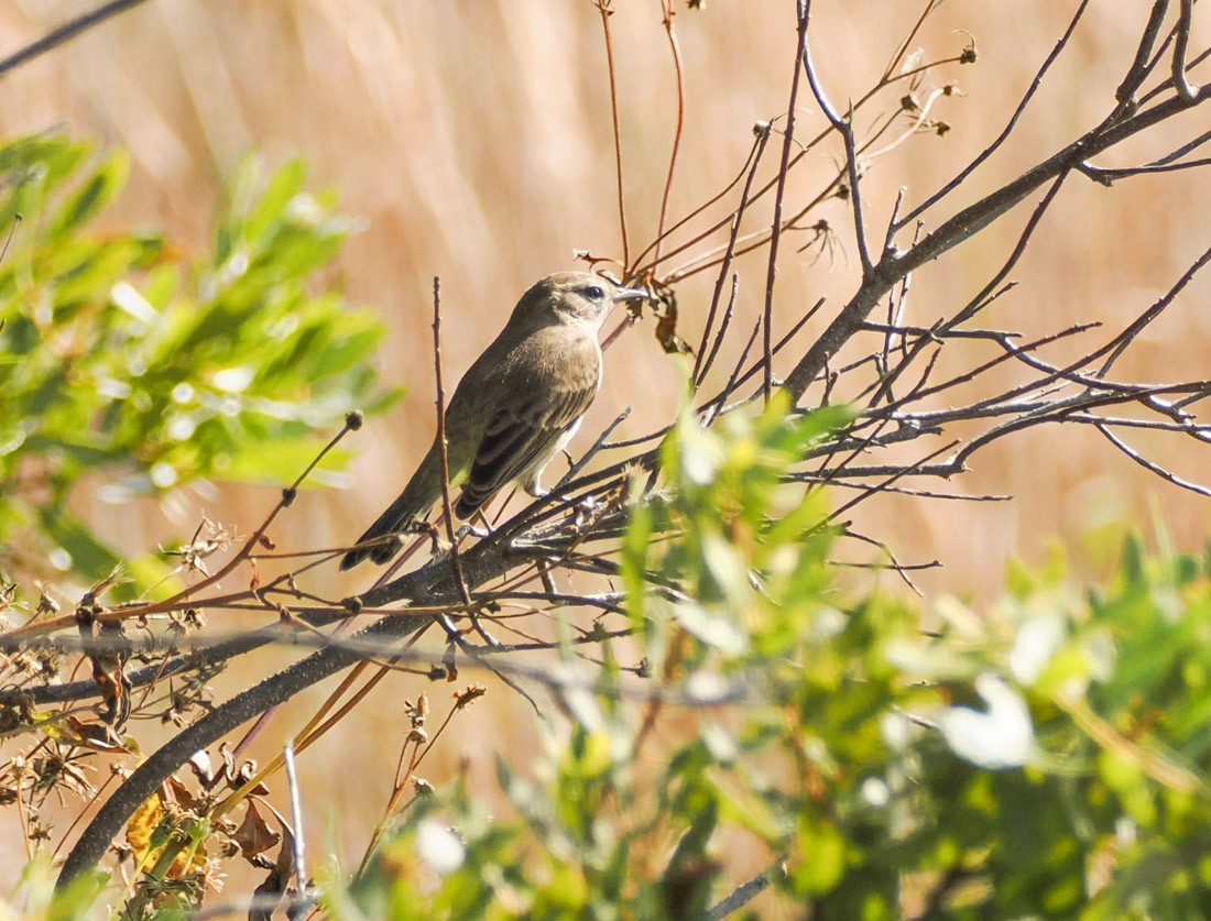 Palm Warbler - ML645726484