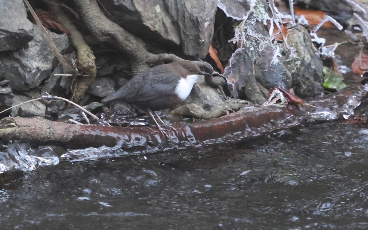 אמודאי הנחלים - ML645726486