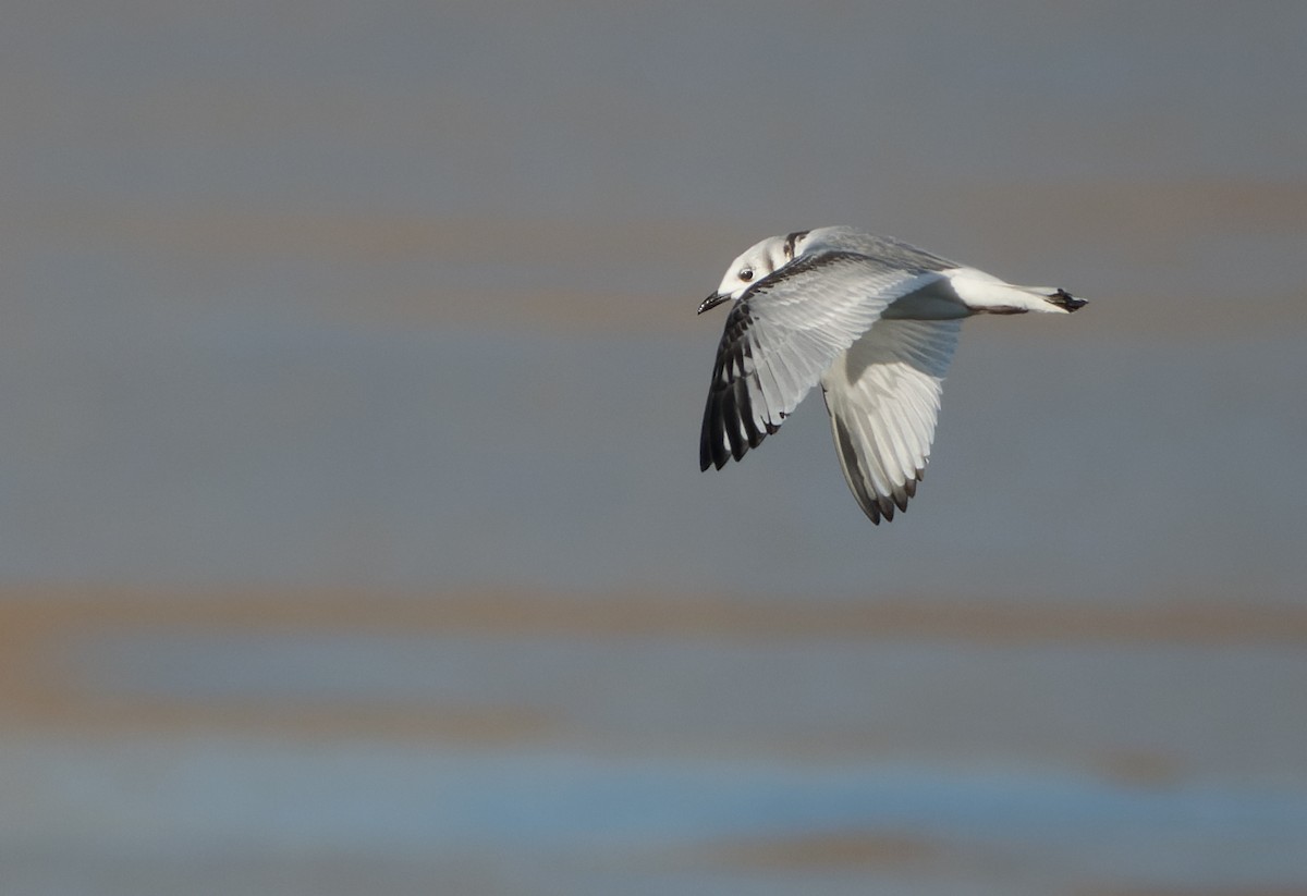 racek tříprstý - ML645726489