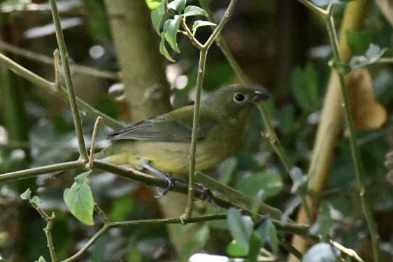 Painted Bunting - ML645726493