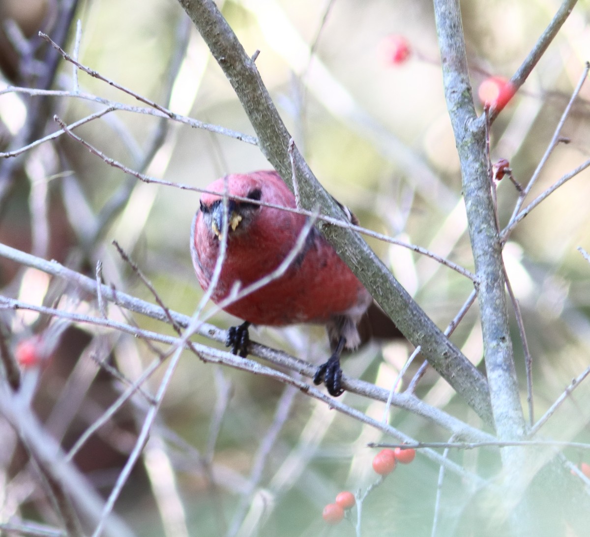Pine Grosbeak - ML645726495
