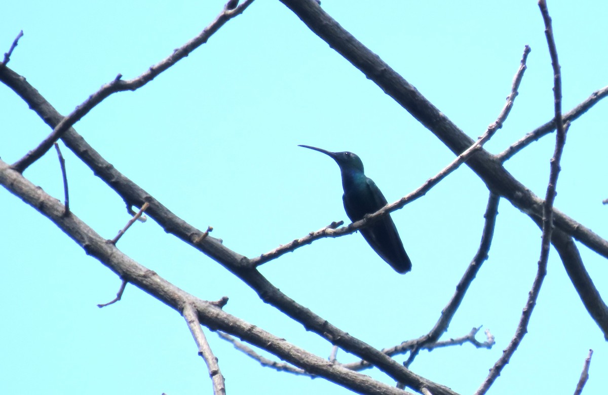 Green-breasted Mango - ML645726504