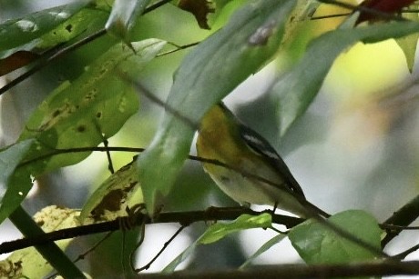 Northern Parula - ML645726505