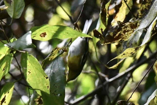 Northern Parula - ML645726506