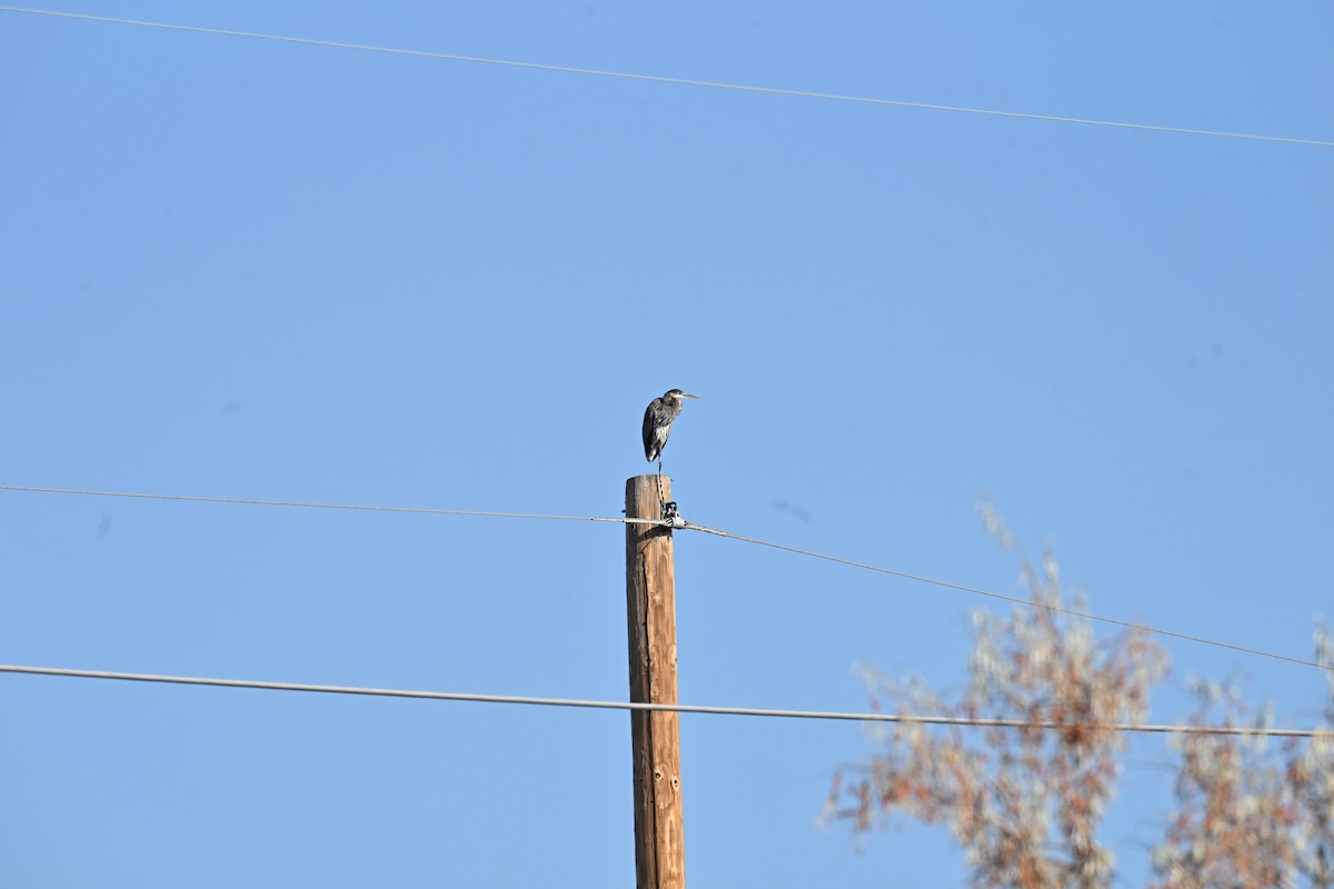 herodiashegre (herodias gr.) - ML645726508