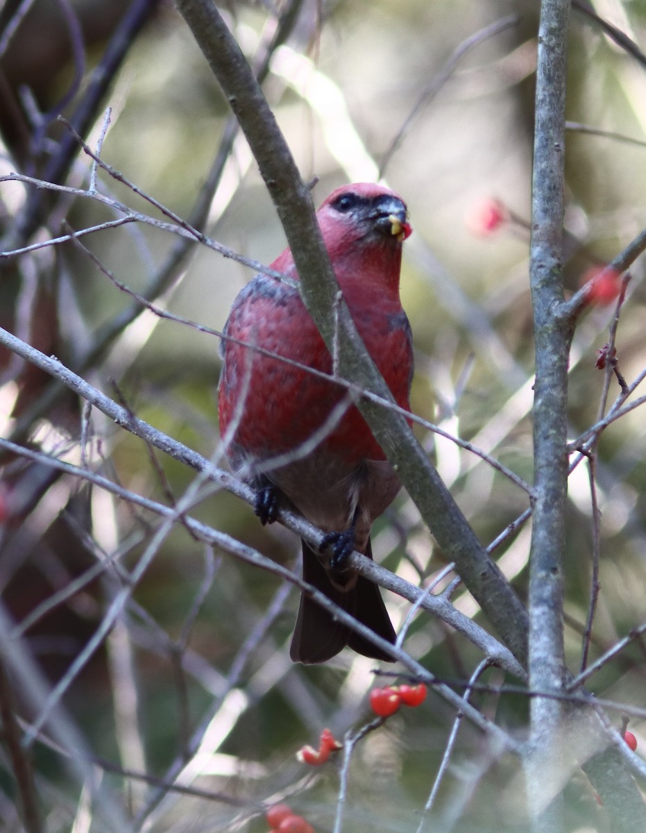 Pine Grosbeak - ML645726512