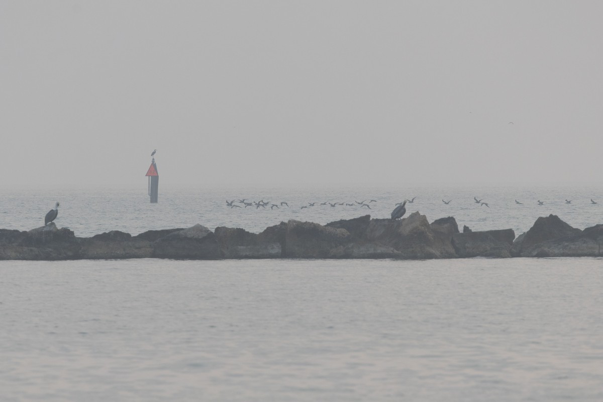 Brown Booby - ML645726524