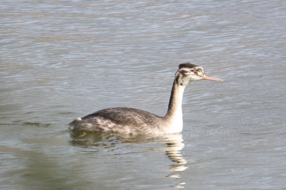 Great Crested Grebe - ML645726525