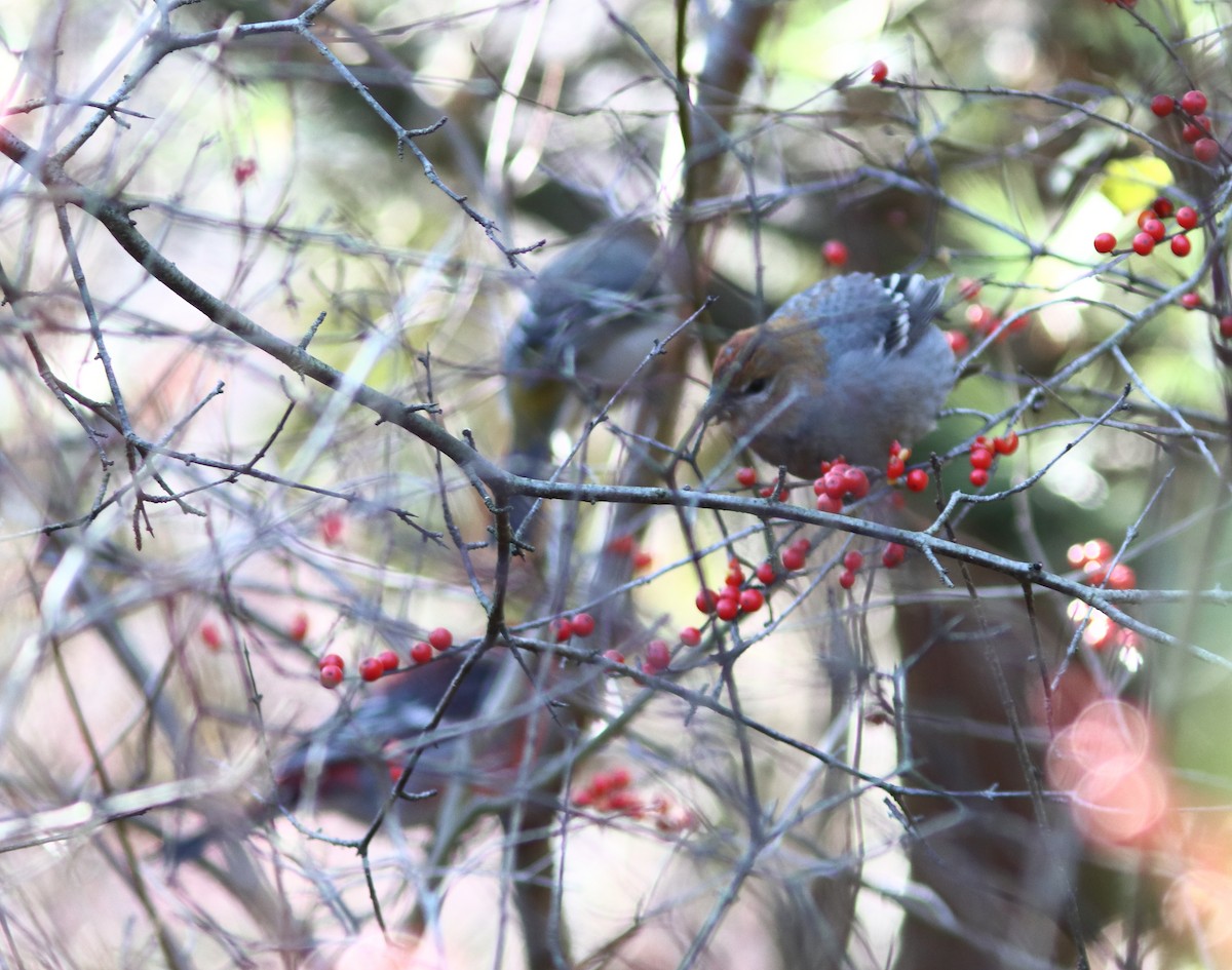 Pine Grosbeak - ML645726530