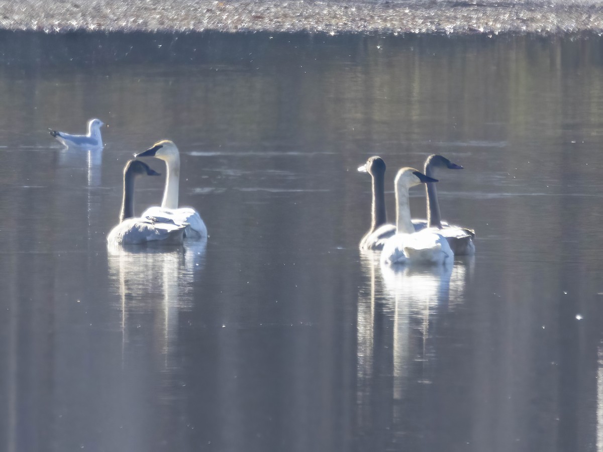 Trumpeter Swan - ML645726534