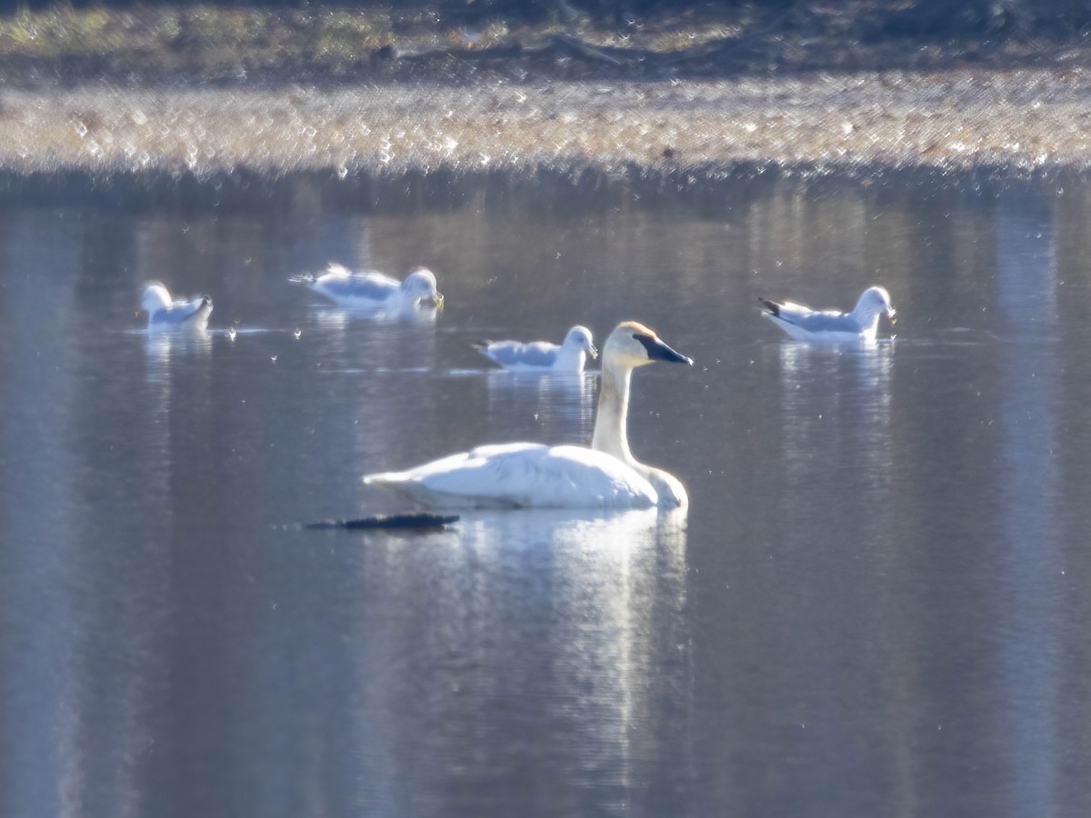 Trumpeter Swan - ML645726535