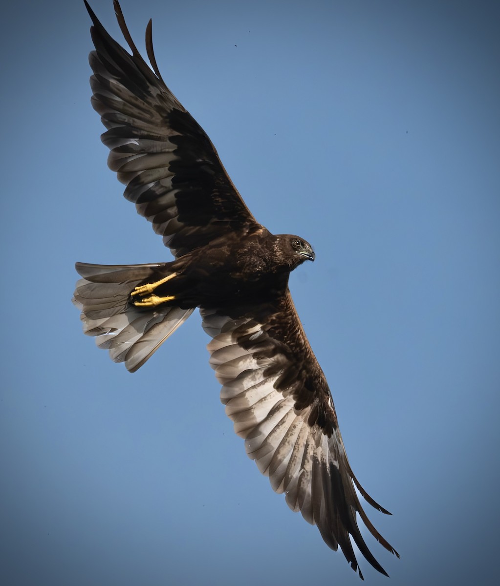 Western Marsh Harrier - ML645726537