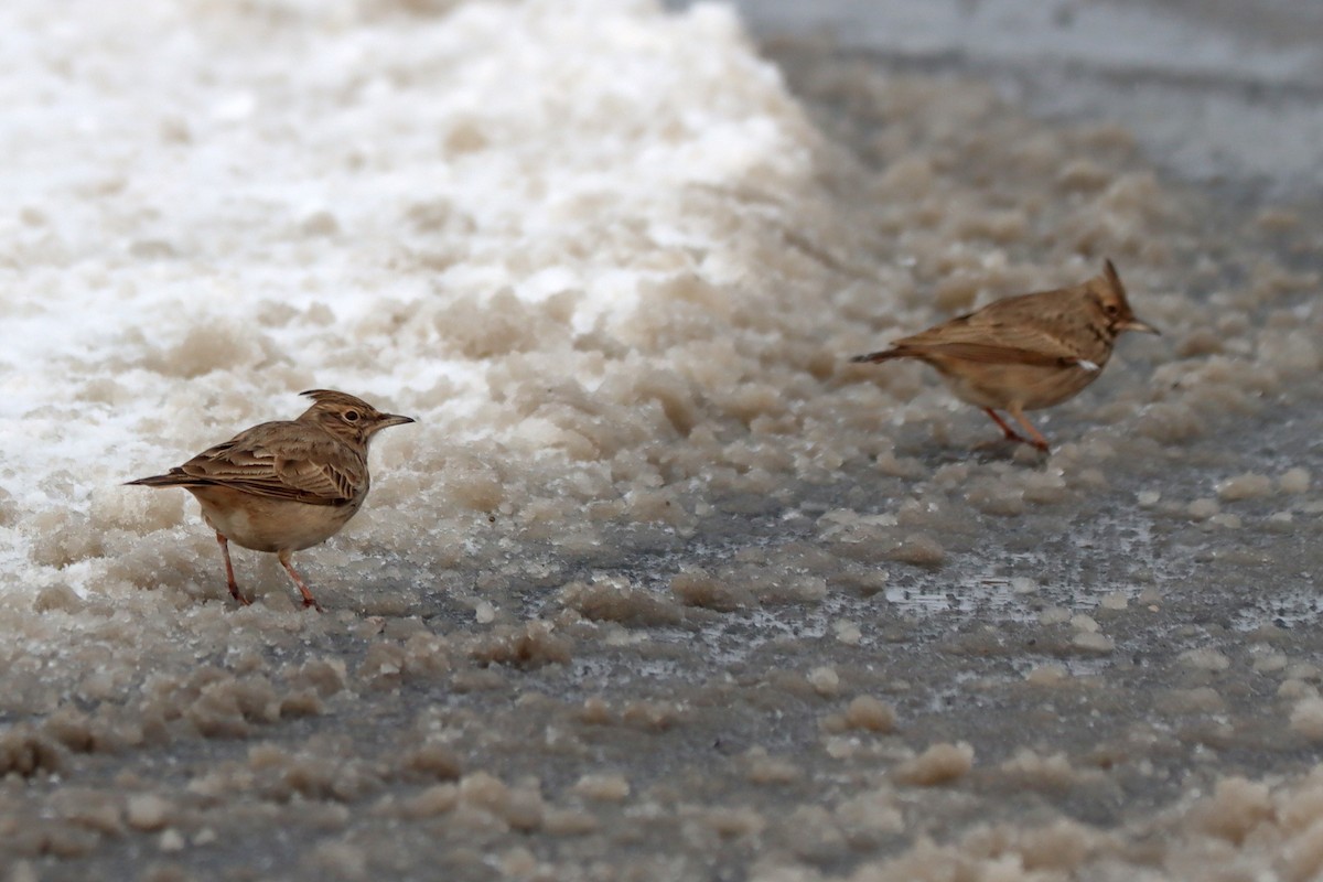 Crested Lark - ML645726541