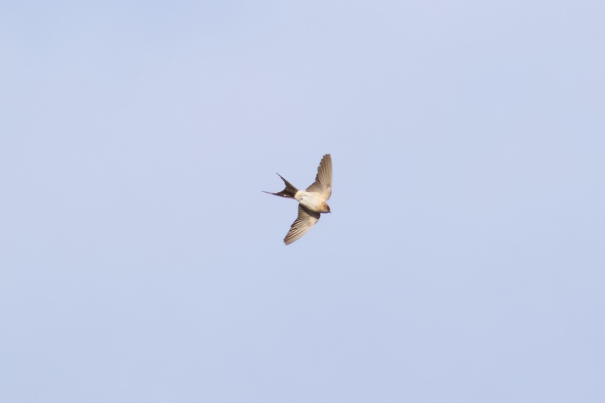 European Red-rumped Swallow - ML645726547