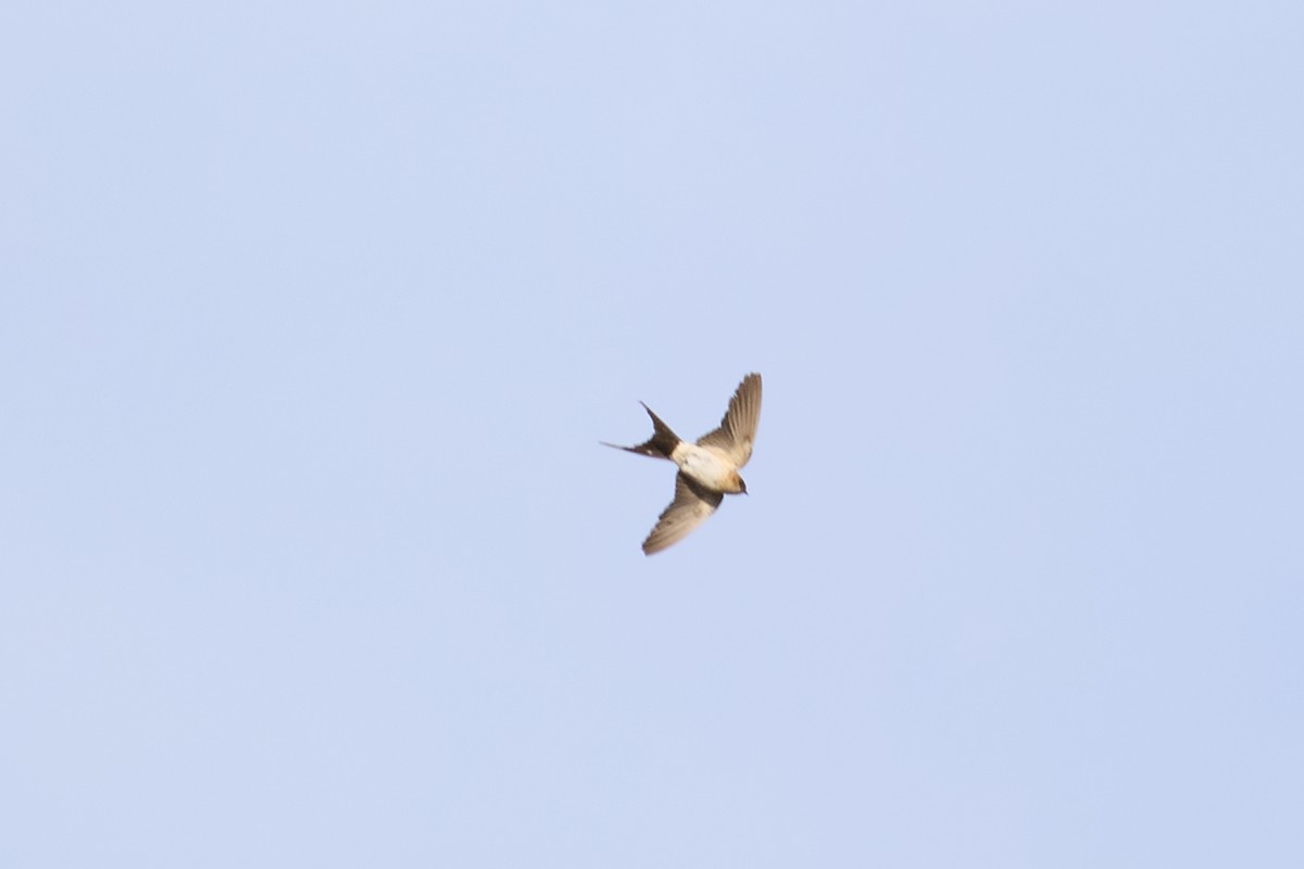 European Red-rumped Swallow - ML645726548
