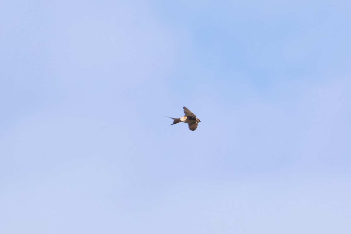 European Red-rumped Swallow - ML645726549