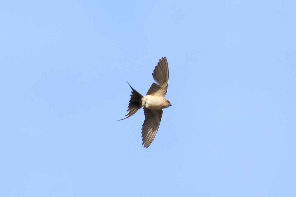 European Red-rumped Swallow - ML645726552