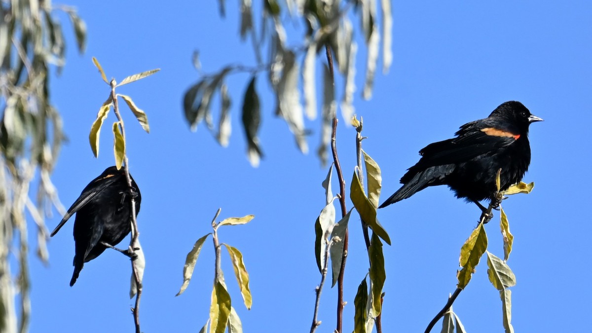 rødvingetrupial (phoeniceus gr.) - ML645726556