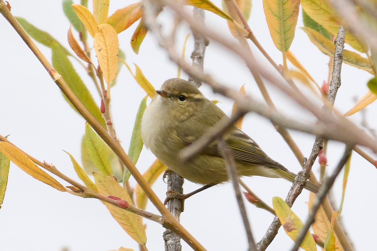 Hume's Warbler - ML645726561
