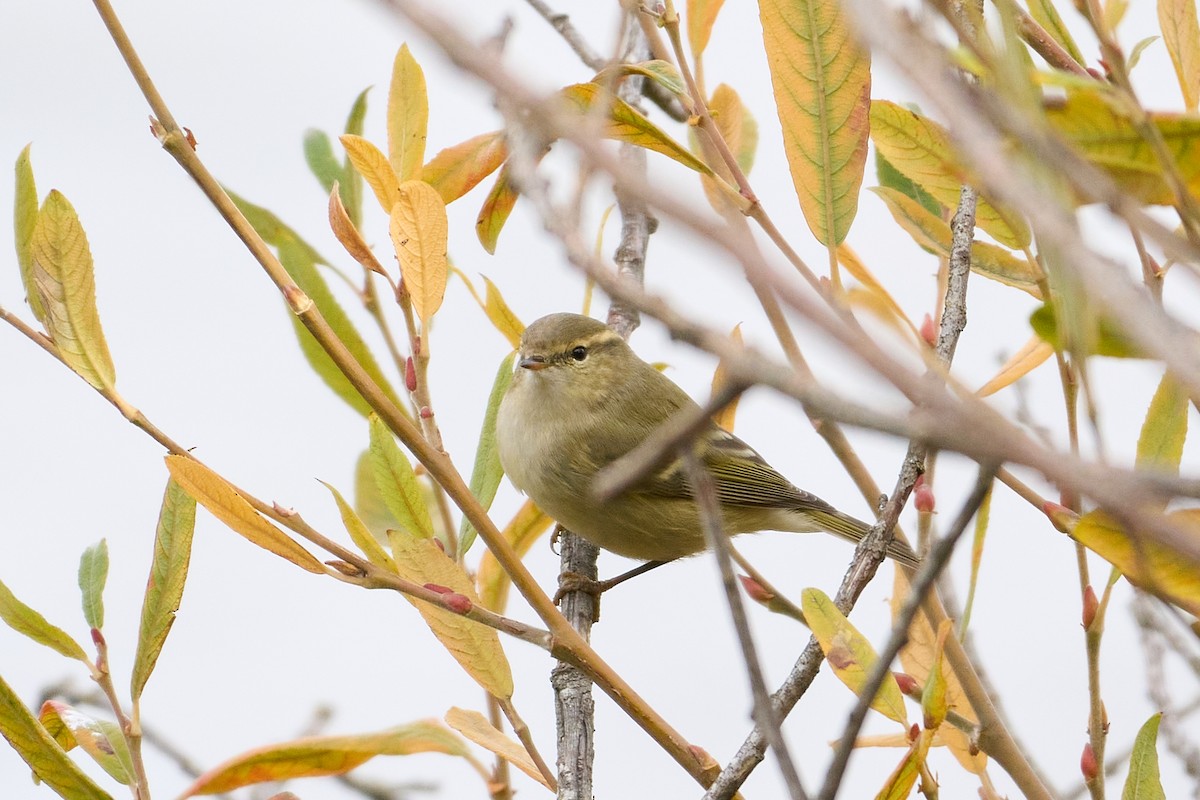Hume's Warbler - ML645726562