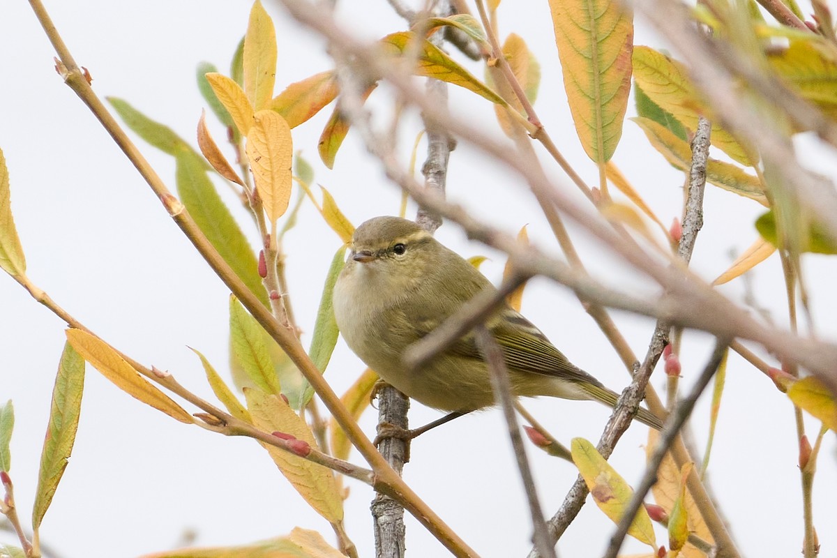 Hume's Warbler - ML645726563