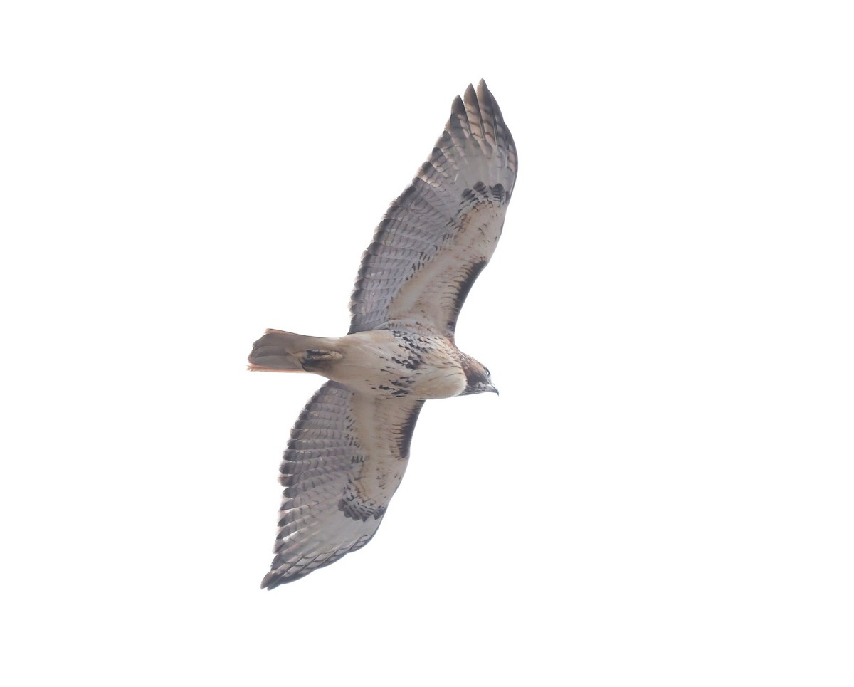 Red-tailed Hawk - ML645726565