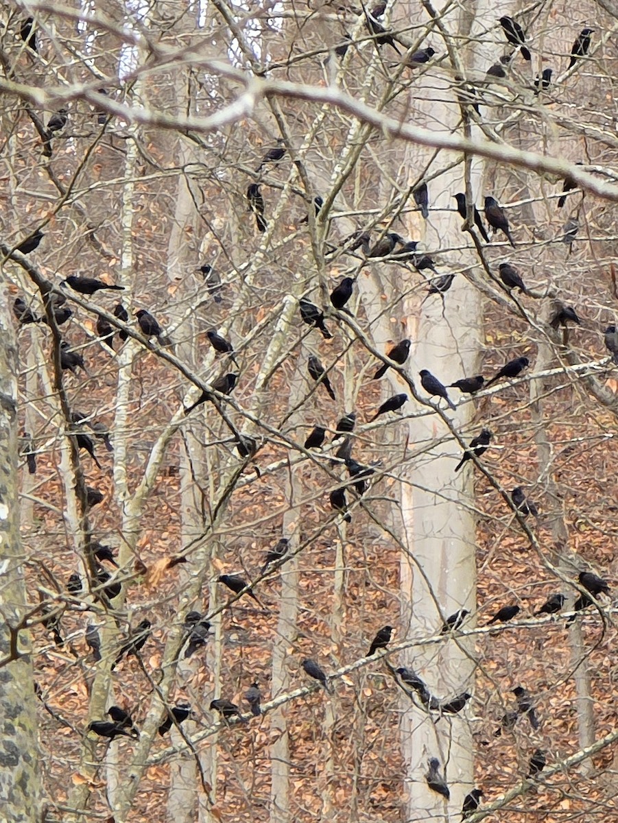 Common Grackle - ML645726568