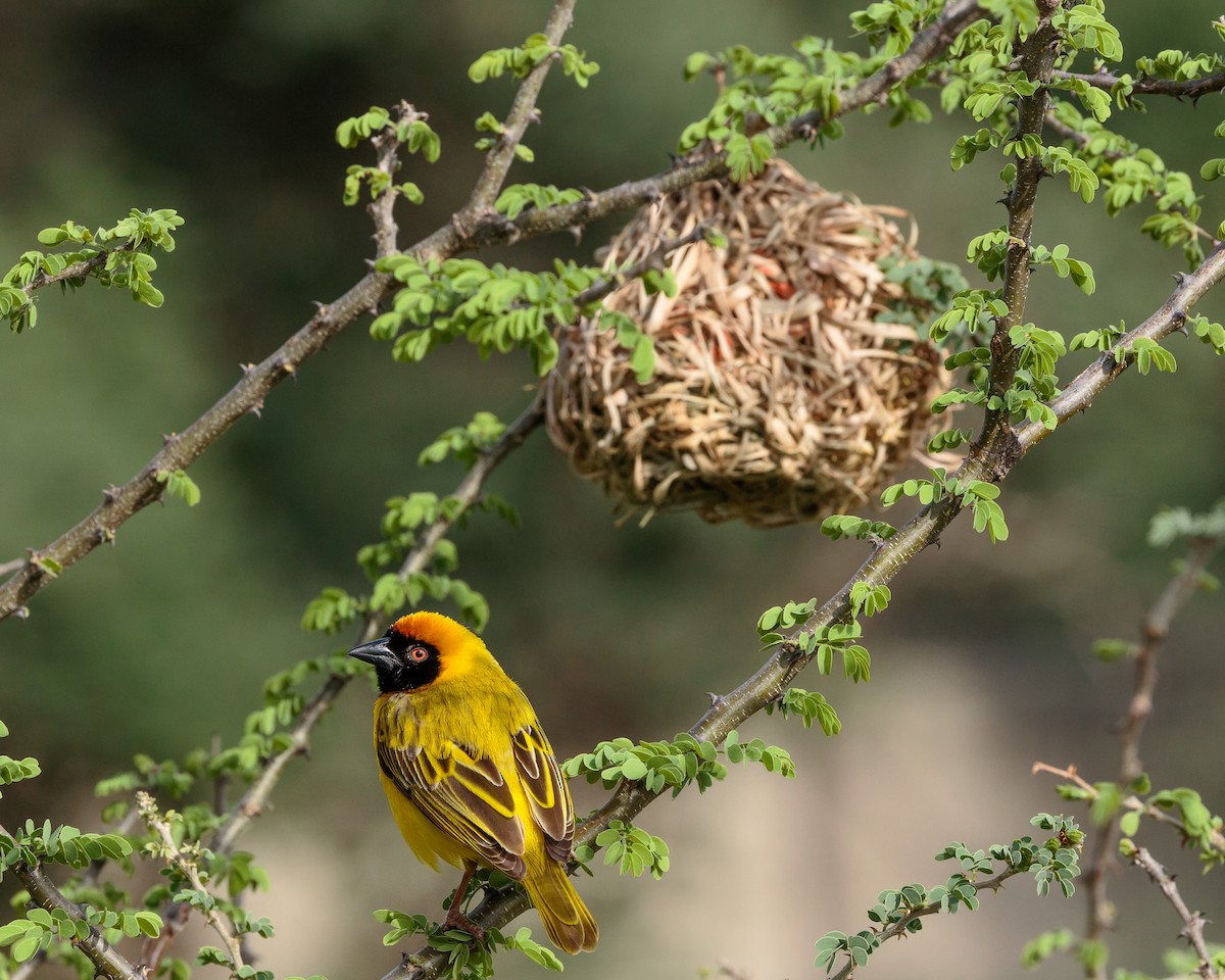 Southern Masked-Weaver - ML645726569