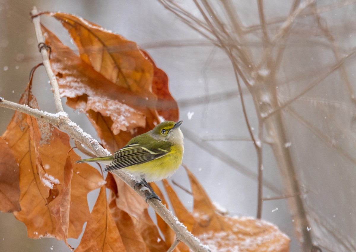 White-eyed Vireo - ML645726572