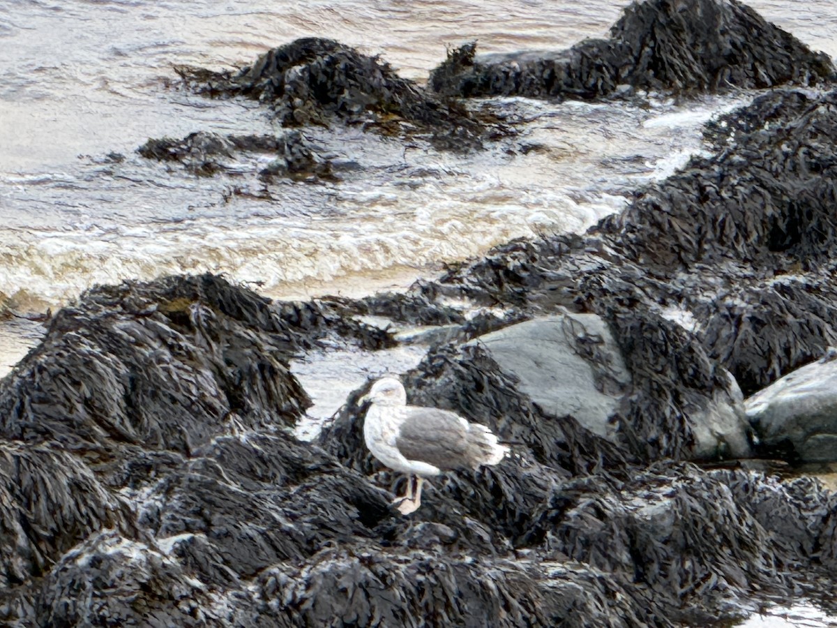 Zafferano - ML645726576