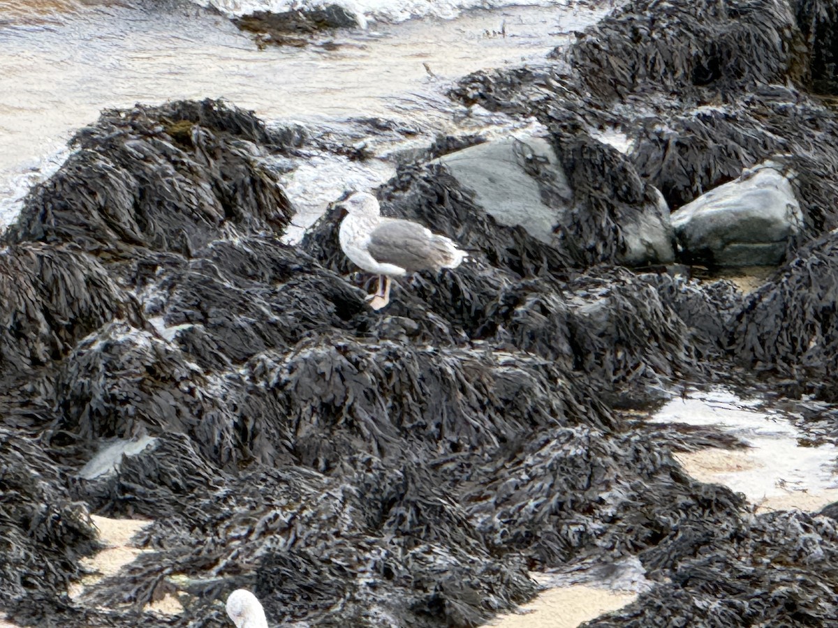 Zafferano - ML645726577