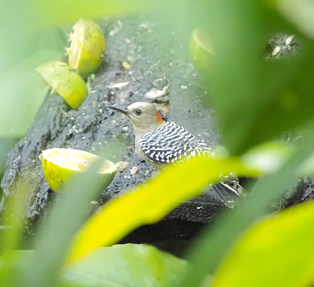 Red-crowned Woodpecker - ML645726588