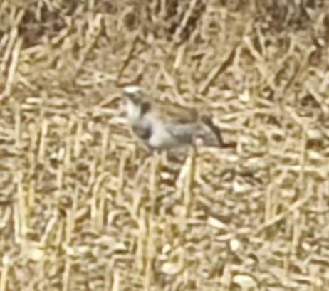 Great Bustard - ML645726593